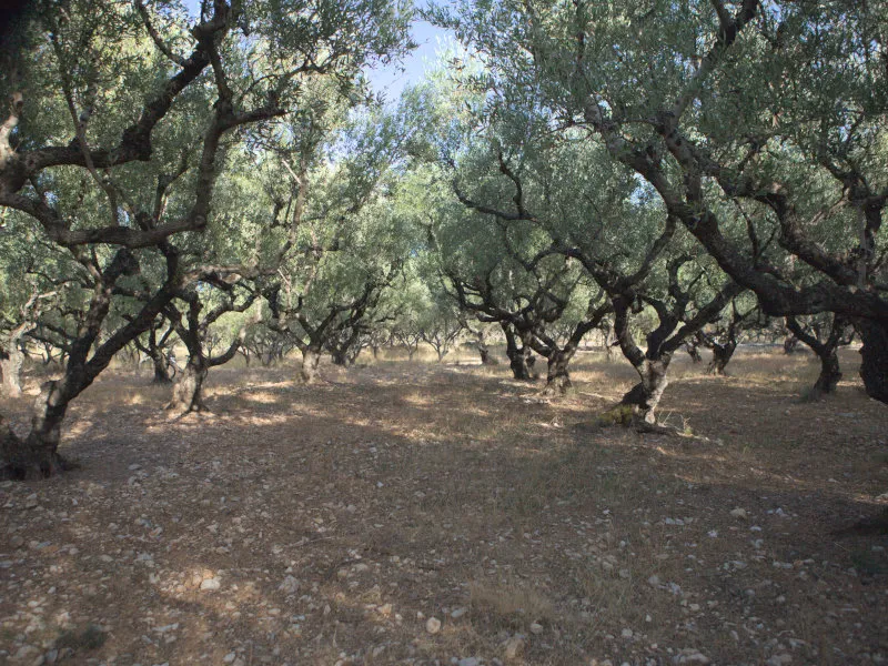 Gaje oliwne na wyspie Zakynthos.